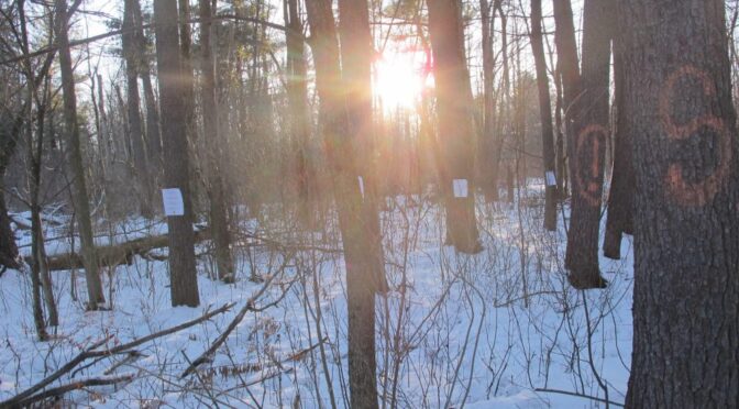 Sabotage on the Northvolt Site: Arming the Forest (Canada)